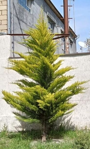 Ev və bağ: Ağaç 🌲 satılır hündürlüyü 2 metradan yuxarı di. İki ədəddir
