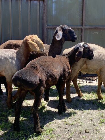 овцы гиссарской породы: Продаю | Баран (самец)