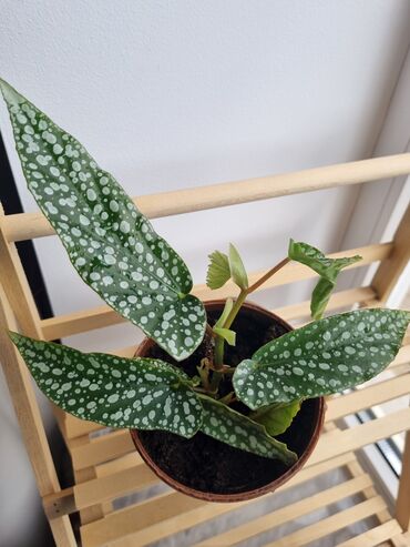 Филодендроны: Сциндапсусы,сансевиерии ва,алоказия,бегония макулата монстера — 3