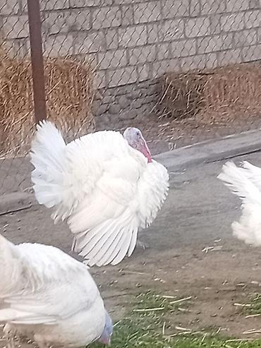 ağ haski: Ağ rəngli hinduşka sürüsü 8 ayliq xoruzlardi cekileri 8 kq alti — 4