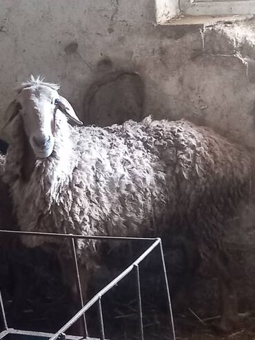 Бараны, овцы: Продаю | Баран (самец) | Гиссарская | На забой | Матка