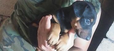 İtlər: Doberman — 5