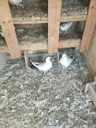 Yaxşı uçan sağlam quşlardı isteyen yaza biler Təsvir: - Şəkillərdə ağ at lalafo.az — 2 Yaxşı uçan sağlam quşlardı isteyen yaza biler Təsvir: - Şəkillərdə ağ — 2