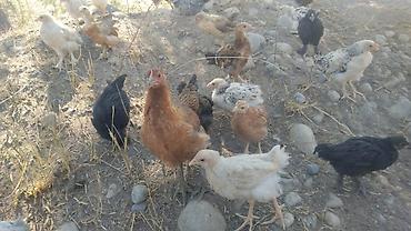 курен: Продаю | Цыплята | Домашняя | Для разведения — 3