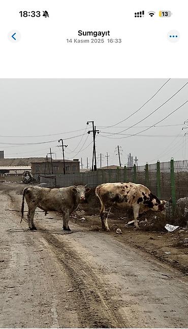 Inəklər, öküzlər: Simmenatlla ivanofka mələzi düyə satılır. Buzovluğundan məndədir.Öz — 5