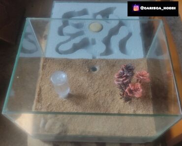 Digər heyvanlar: Maraqli heyvan saxlamaq isdiyenler size qarisqa tovsiye edirik maraqli — 11