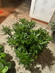 Otaq bitkiləri: Qırmızı çiçəkləri olan saksı geranium (Pelargonium) - Parlaq qırmızı — 10