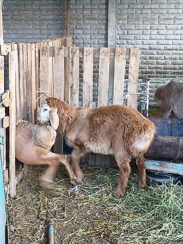 Баран, овца: Продаю | Баран (самец) | Для разведения — 4