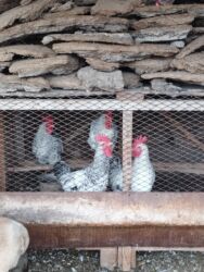 дома для кошек: Петухи 5 штук по 550 сом