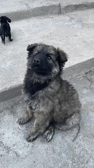 Продажа собак: Щенок метиса 3 месяца (пушистая шерсть «соболь», тёмная маска) — 3