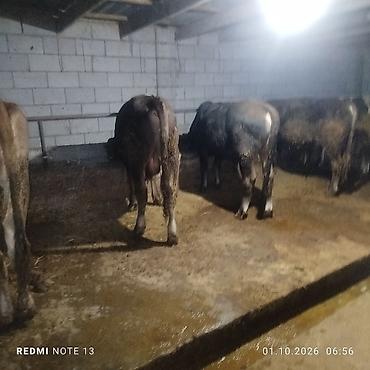 Продам с/х животных: Продаю | Бык (самец) | Полукровка | На откорм | Привязанные — 4