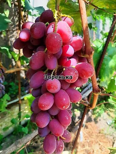 Виноград: НОВИНКИ СЕЛЕКЦИИ ВИНОГРАДА ПРЕМИАЛЬНОГО УРОВНЯ ! ДОМАШНИЙ СЛАДКИЙ — 15