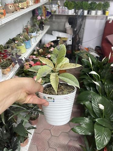 Фикус каучуковый (Ficus elastica) вариегатный в горшке - Компактный lalafo.kg да Фикус каучуковый (Ficus elastica) вариегатный в горшке - Компактный