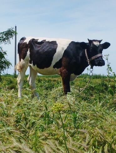 Коровы, быки: Продаю | Тёлка, Музоо, торпок | Голштин | Для разведения, Для молока | Искусственник