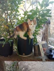 Pişiklər: Britan, Dişi, Yaxşı əllərə, Ünvandan götürmə, Pulsuz çatdırılma, Ödənişli çatdırılma -da lalafo.az — 8 Pişiklər: Britan, Dişi, Yaxşı əllərə, Ünvandan götürmə, Pulsuz çatdırılma, Ödənişli çatdırılma — 8