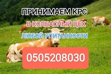 продаю силос: Куплю | Коровы, быки, Лошади, кони | Круглосуточно, Любое состояние, Забитый