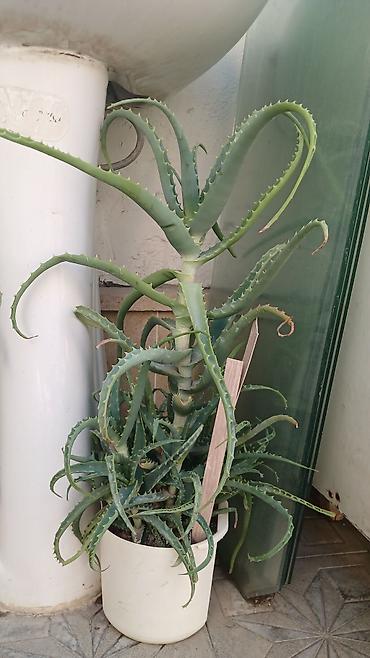 sakura ağacı: Məhsul: Otaq sukulentləri – Pul ağacı (Crassula ovata) və Aloe (Aloe — 5