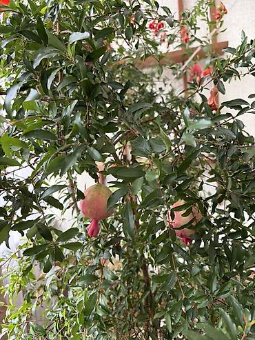 продаю карагач: Комнатный гранат (Punica granatum) в большом горшке - Плодоносящий — 4