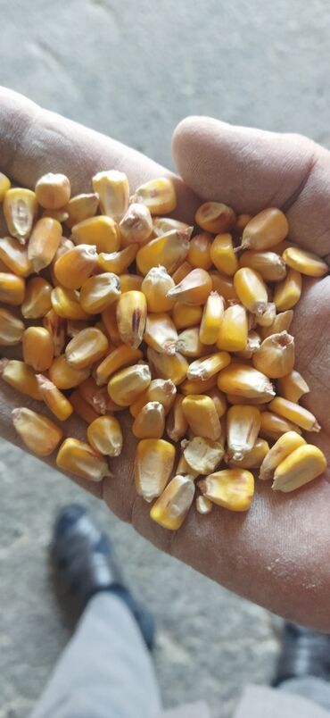 кукуруза местный: Куплю кукурузу