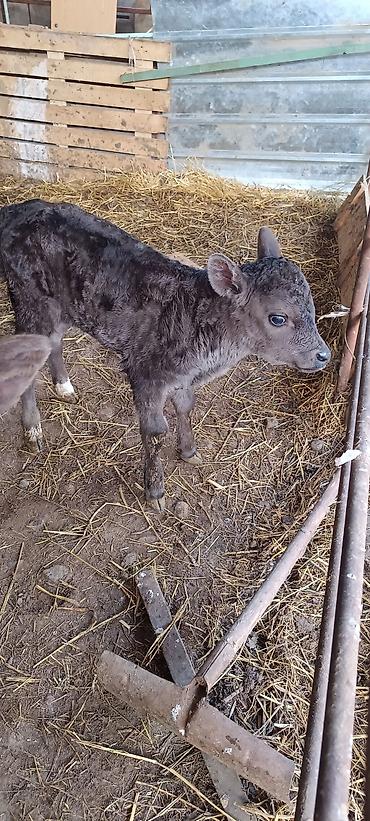 Коровы, быки: Продаю | Музоо, торпок | На откорм — 7