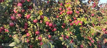 ev gulleri ve adları: 🍎 Satılır Bağ – Qızıləhməddi Alma Bağı🍎 Əla fürsət! Məhsuldar və — 4