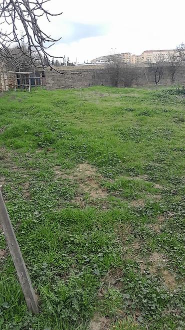 Torpaq: 21 sot, Mülkiyyətçi, Kupça (Çıxarış) — 2