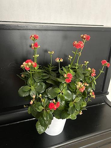 Садовые цветы и кустарники: Рассада цветка: Самовывоз — 8