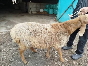 Бараны, овцы: Продаю | Овца (самка) | Арашан | Для разведения — 2