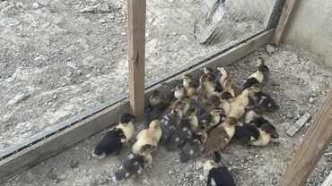 Gəmiricilər: Kəkliklər, cins ördək balaları, qırqovullar sarılır