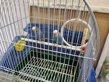Птицы: Продаю волнистых попугаев 6 месяцев вместе с клеткой