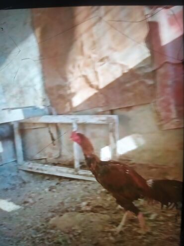 Xoruzlar: Məhsul: Uzunboyun döyüş tipi xoruz (fotoşəkillərdəki) Təsvir: - — 3