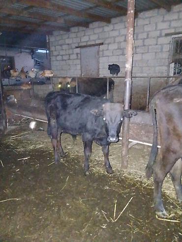 herati xoruz satisi: 6 dənə erkək dana 3 altında əmir körpə heyvanlardı münasib qiymətə — 5