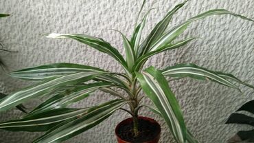 drvo zivota: Dracena White Bird, Drvo Života, velika biljka