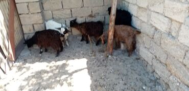 sort keci: Erkək, il: 3, Damazlıq, Ünvandan götürmə