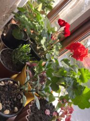 Xalçalar: Xalça -da lalafo.az — 30 Xalçalar: Xalça — 30