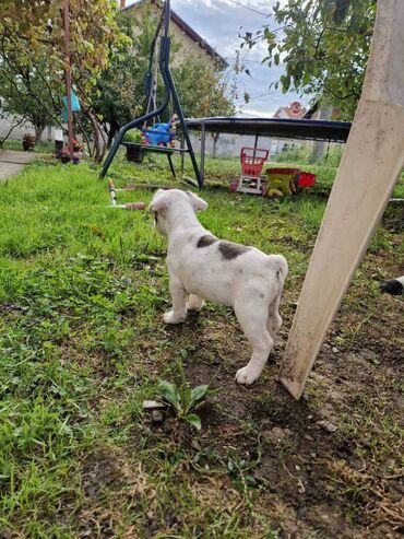 Psi: Štenci francuskog buldoga, oštenjeni 28.07, čekaju svoje nove na lalafo.rs — 2 Psi: Štenci francuskog buldoga, oštenjeni 28.07, čekaju svoje nove — 2