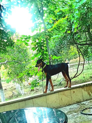 İtlər: Doberman, 10 ay, Erkek, Peyvəndli, Ünvandan götürmə