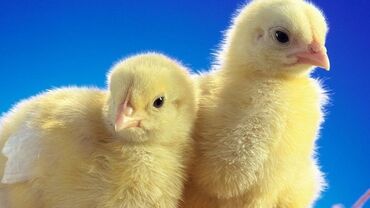 Птицы: Продаю суточных цыплят.домашние.цена 45 сом at lalafo.kg Птицы: Продаю суточных цыплят.домашние.цена 45 сом