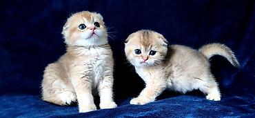 Продажа кошек: Скотиш Фолд (Шотландская вислоухая), 2 месяца, Девочка, Золотая шиншилла — 23