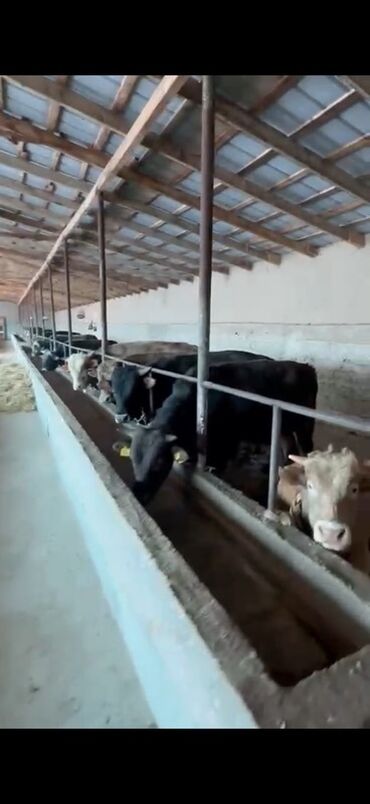 продажа щенков немецкой овчарки в бишкеке с документами: Продаю | Тёлка | На откорм | Привязанные