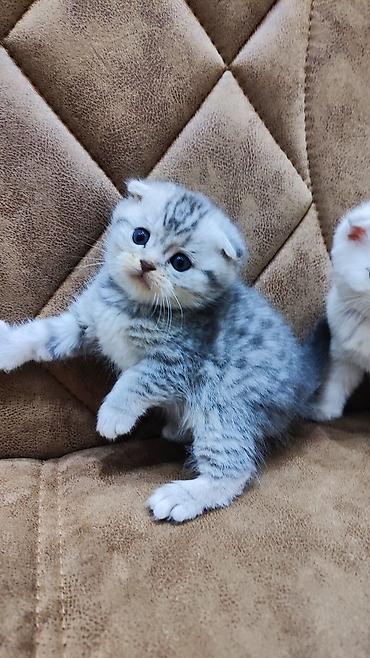 Pişiklər: Şotland — 2