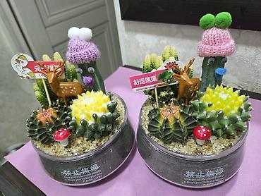 Кактусы: Мини-композиция из суккулентов и кактусов в прозрачной круглой кашпо — 2