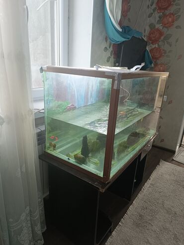 аквариум для рыбы: Аквариум рыбы