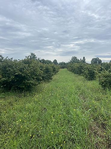 Həyət evləri və villaların satışı: 3 otaqlı, 100 kv. m, Yeni təmirli — 31