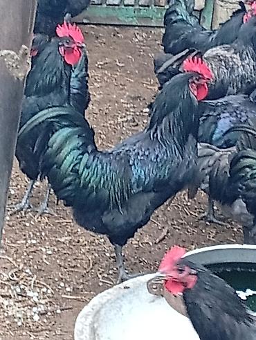 bakida it satisi: Məhsul: Qara rəngli xoruzlar (yumurta və damazlıq üçün) təmiz — 2