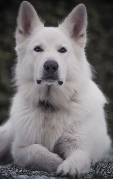 İtlər: Akita-inu, 1 il, Dişi, Peyvəndli, Ünvandan götürmə