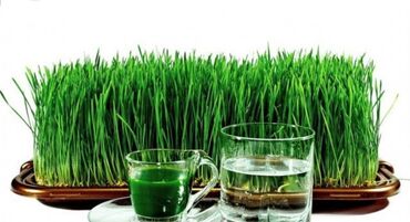 Здоровое питание: Сок из ростков молодой пшеницы.Витграс