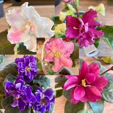 комнатные растения цветы: Продаю цветущие фиалки. Первое цветение. АВ-Барбариска ЕК-Эликсир