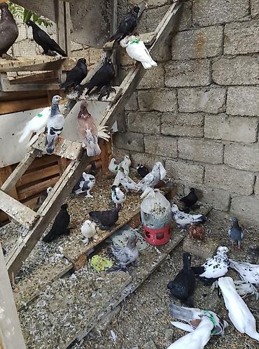 Голуби: Salam 80 dene olar quş var hem dekarativ hem uçan qusdar yaxşı dirakon — 3