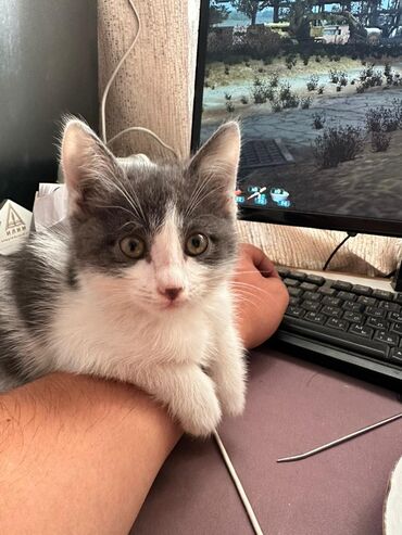 найденные документы: Отдам даром